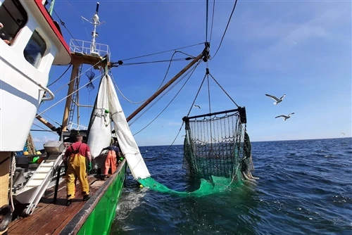 Come scegliere la rete da pesca giusta per diverse applicazioni di pesca